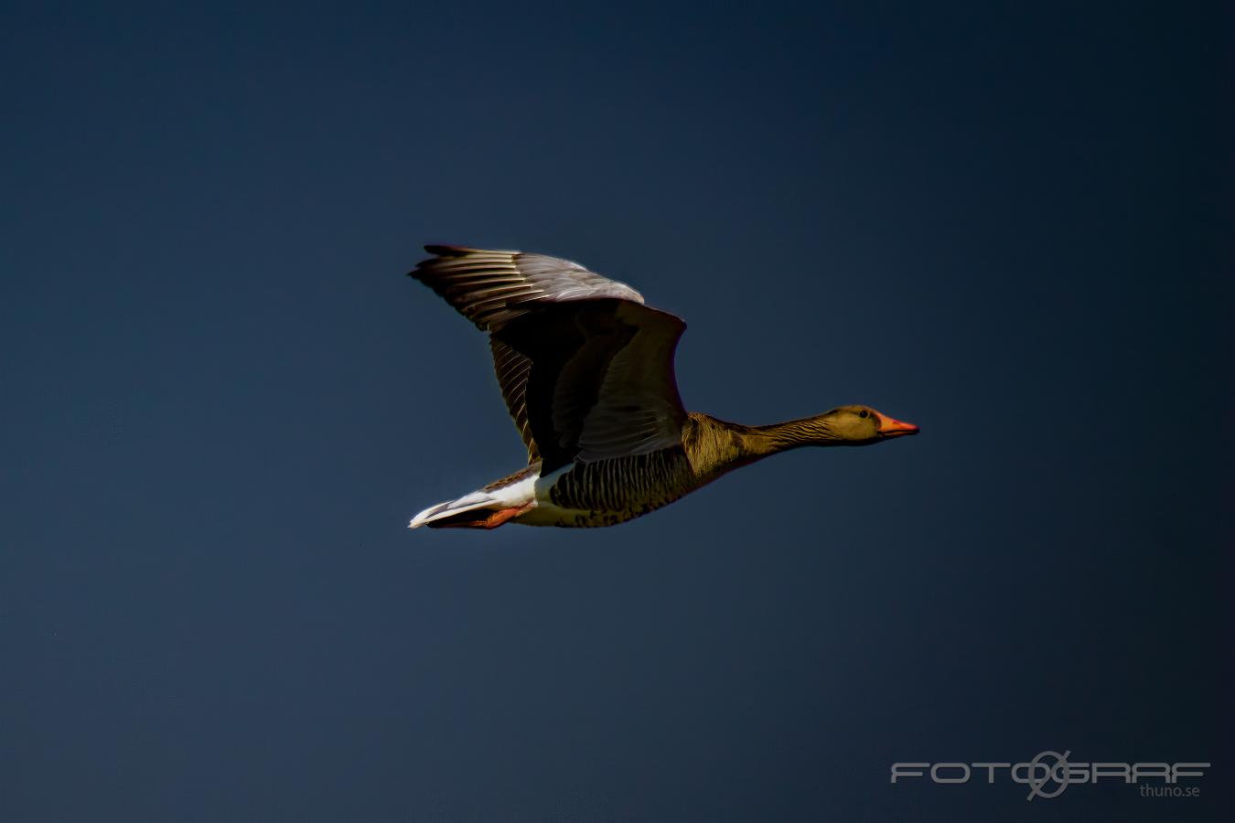 Greylag goose Anser anser