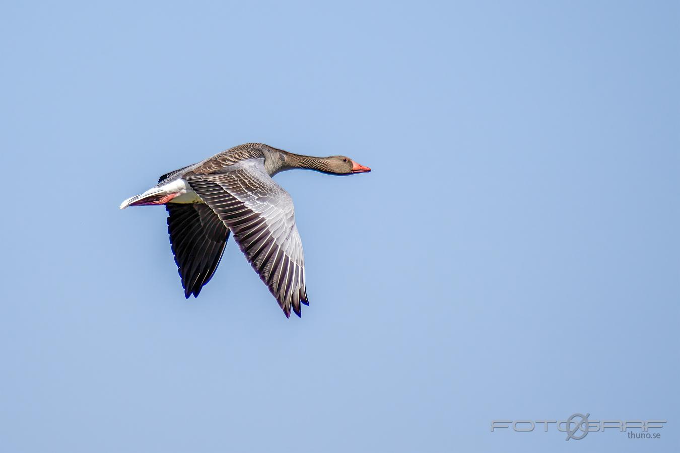 Greylag goose Anser anser