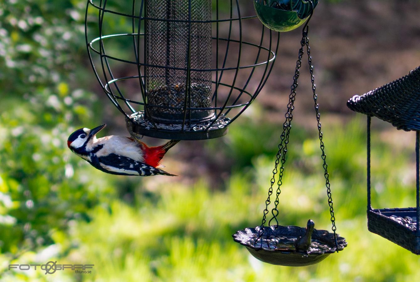 Great spotted woodpecker Dendrocopos major