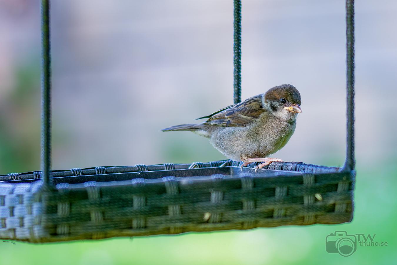 _TWZ1214-1526-1527 Passer montanus