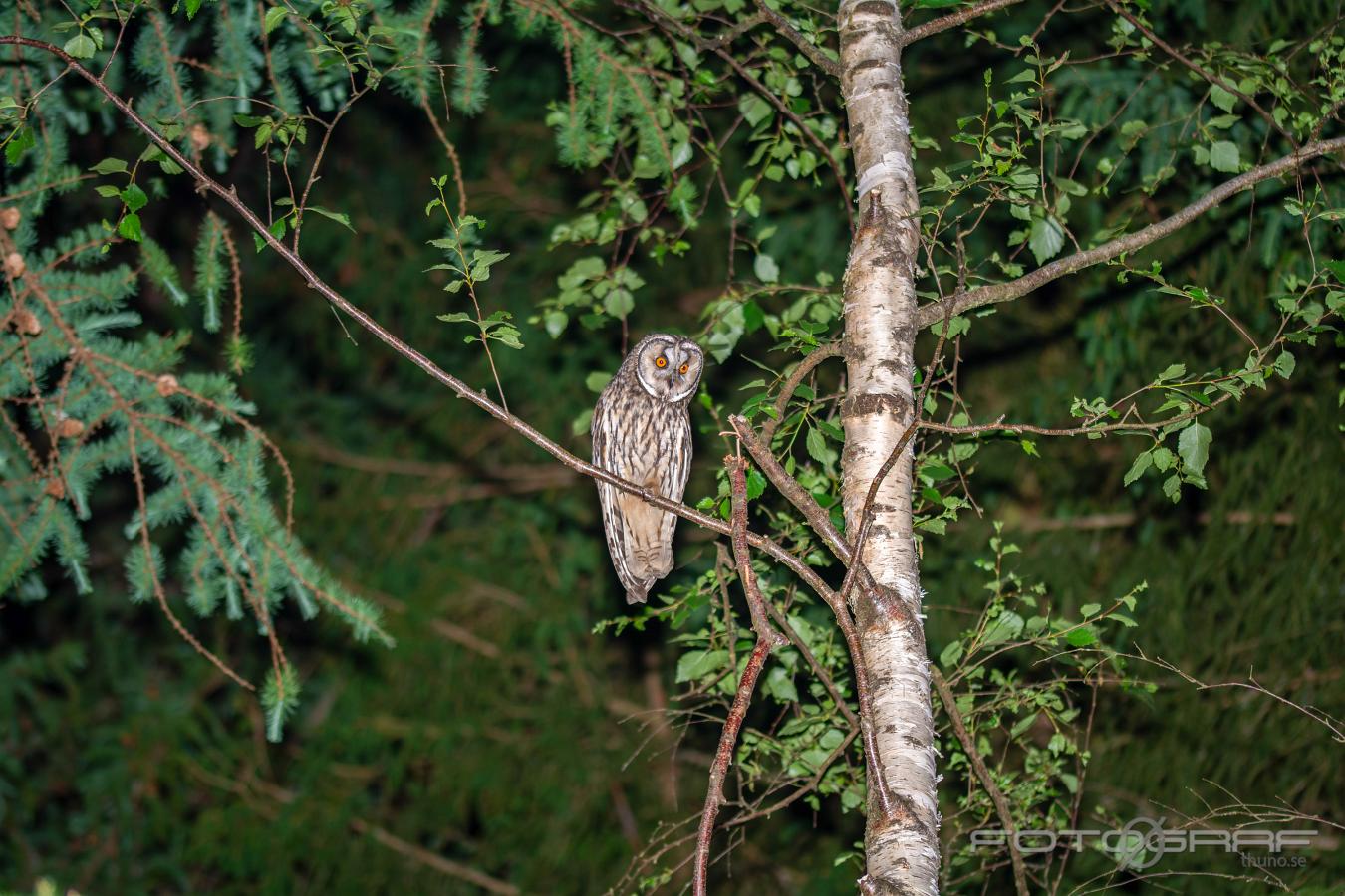 Long-eared owl Asio otus