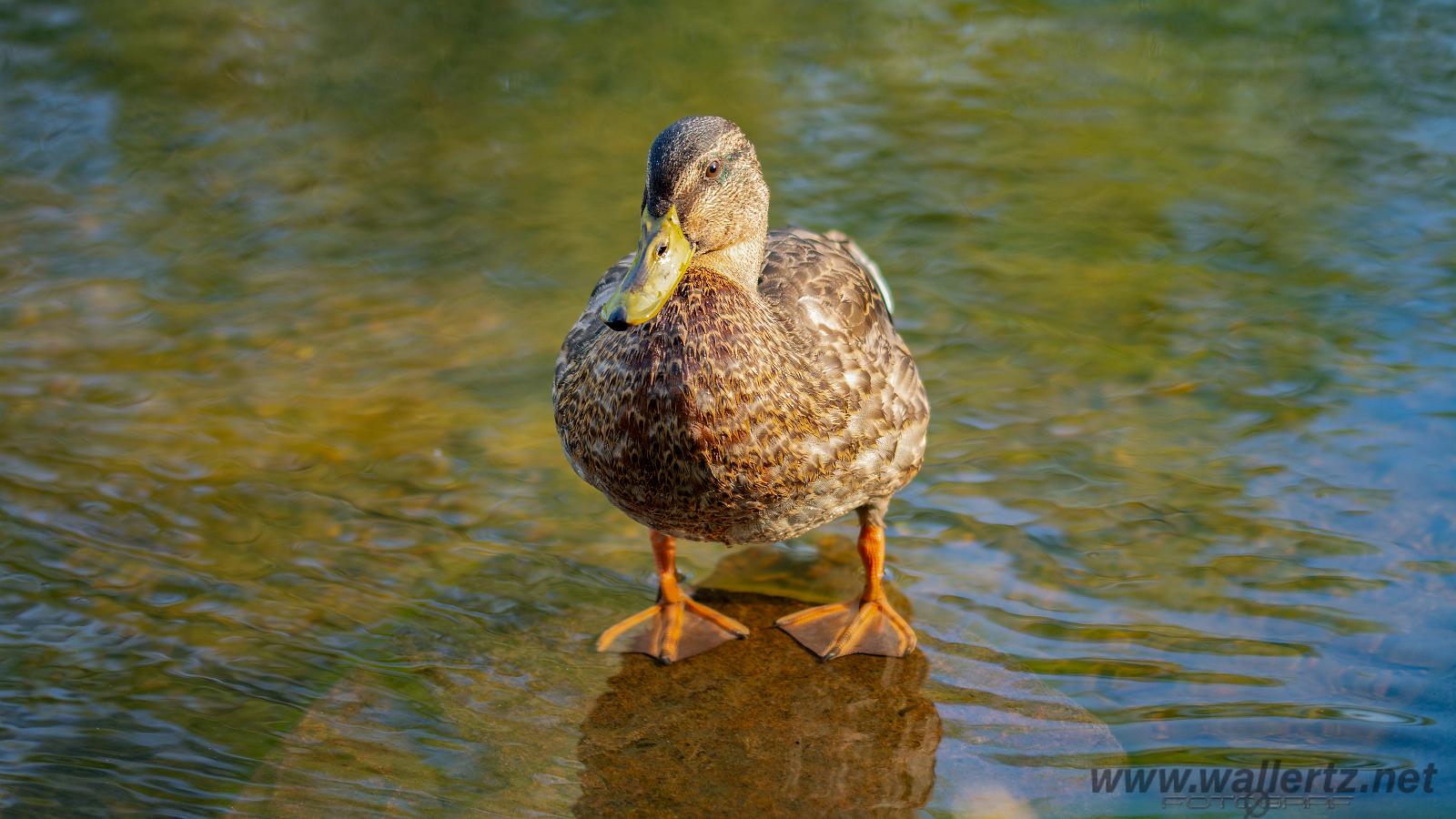 Mallard (Gräsand) Anas platyrhynchos