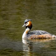 Great crested grebe