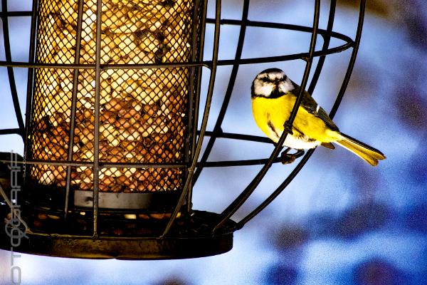 Eurasian blue tit