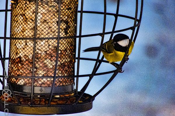 Great tit