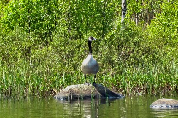 The cackling goose