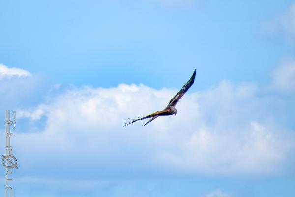 Red kite