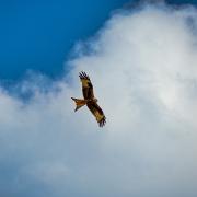 Red kite