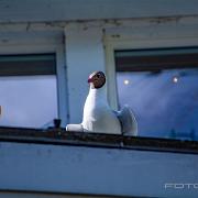 Black-headed gull