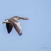 Greylag goose