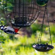 Great spotted woodpecker