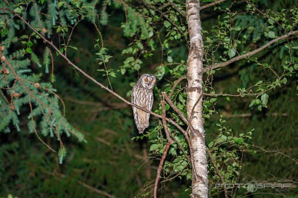 Long-eared owl