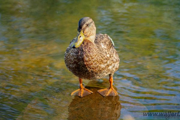 Mallard (Gräsand)