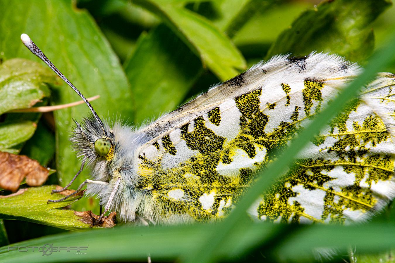 The orange tip (Aurorafjäril) Anthocharis cardamines