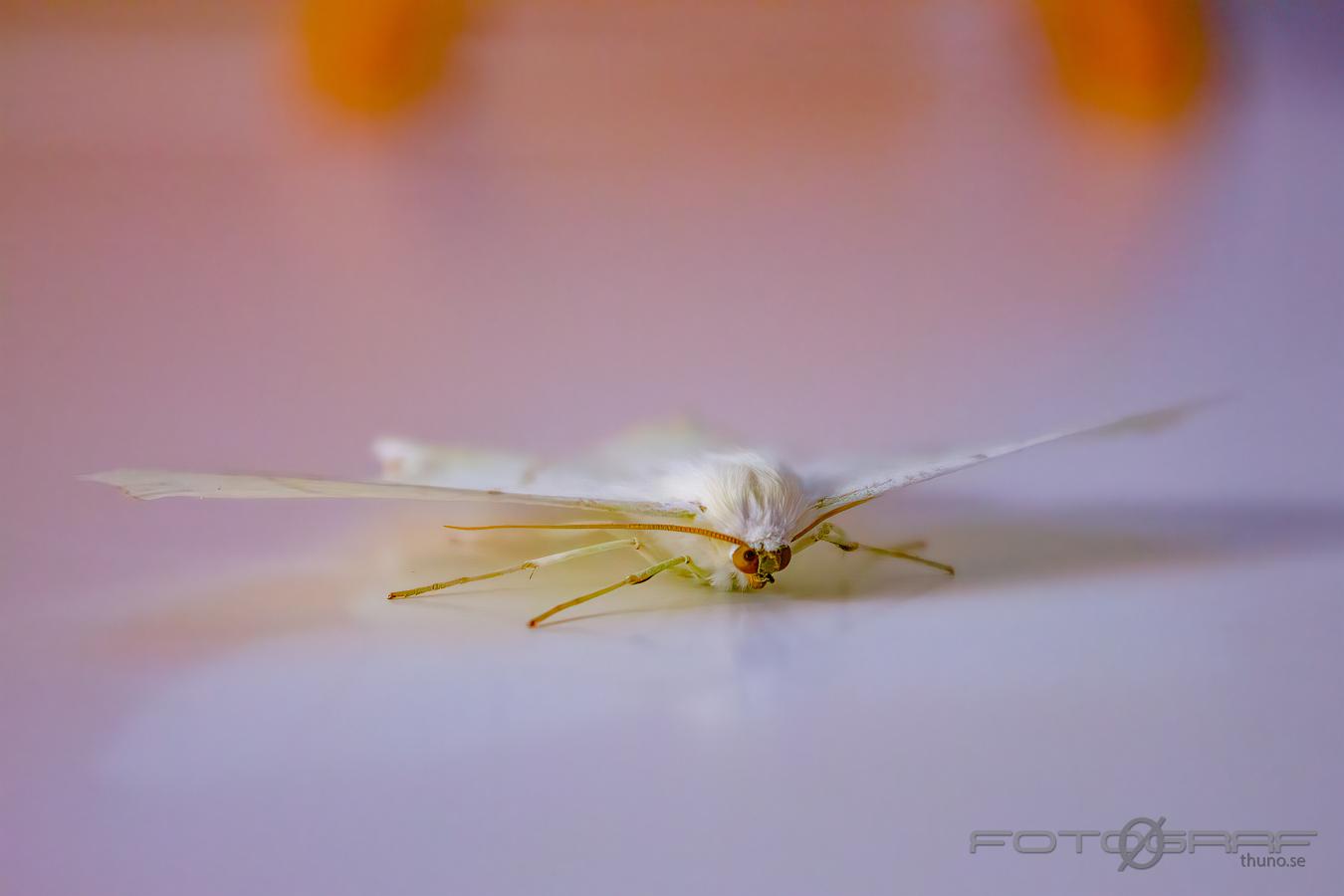 Swallow-tailed moth (Svansmätare) Ourapteryx sambucaria