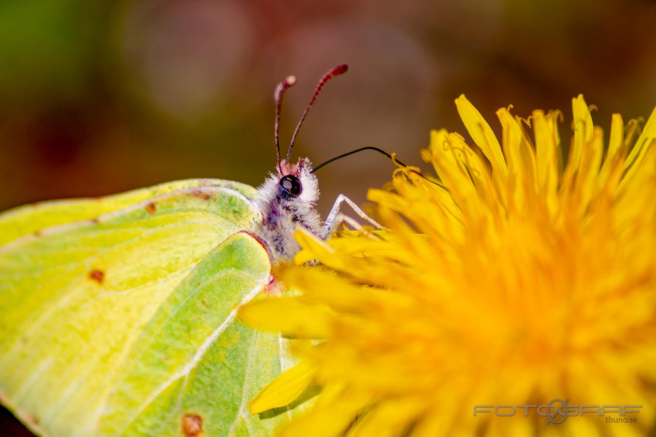 European Lepidoptera (Citronfjäril) Gonepteryx rhamni