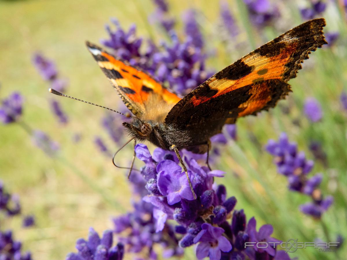 The small tortoiseshell (Nässelfjäril) Aglais urticae