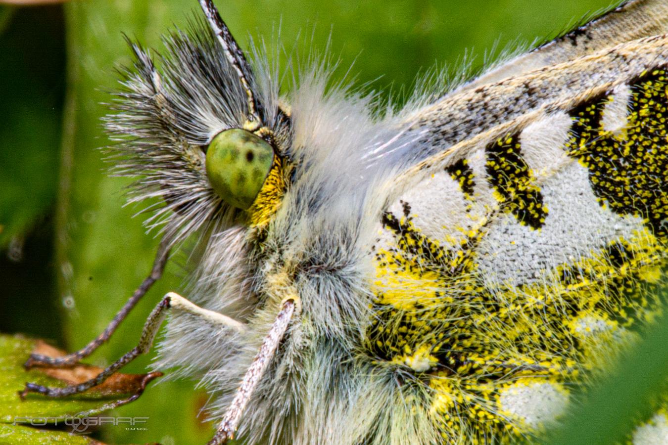 The orange tip (Aurorafjäril) Anthocharis cardamines