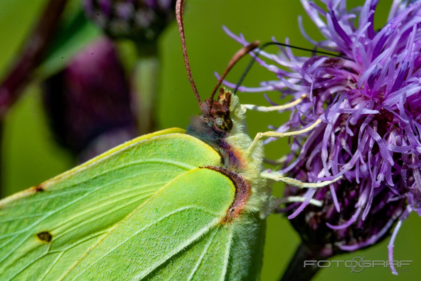 The Brimstone (Citronfjäril) Gonepteryx rhamni