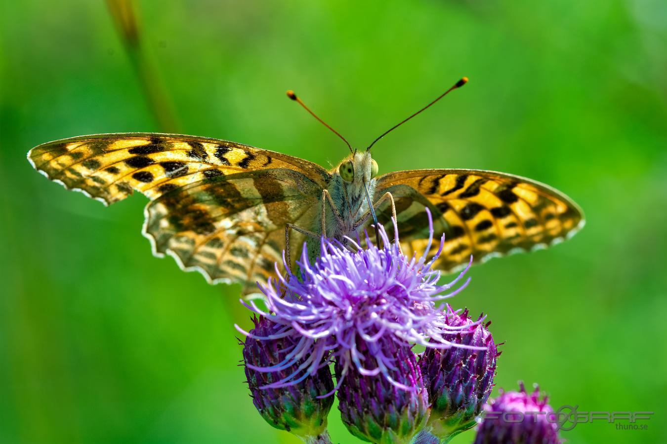 The silver-washed fritillary (Silverstreckad pärlemorfjäril) Argynnis paphia