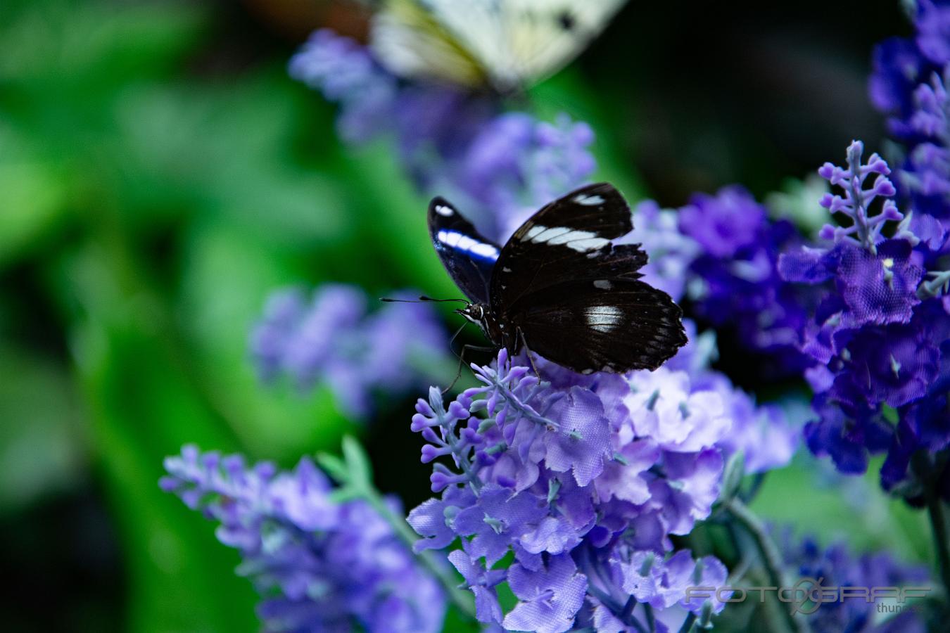 Great eggfly Hypolimnas bolina