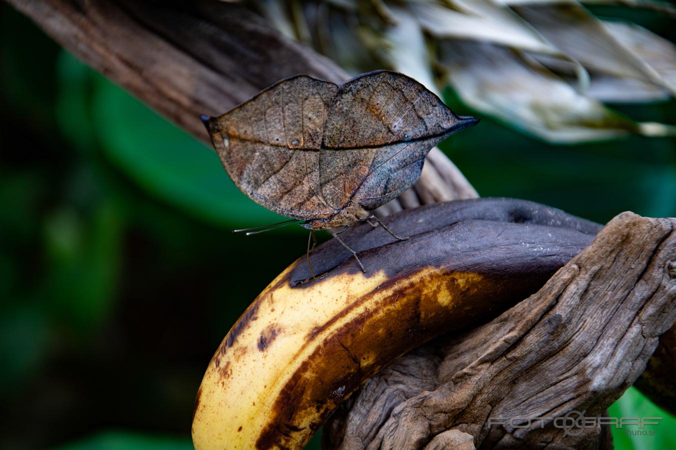 The dead leaf butterfly Kallima inachus