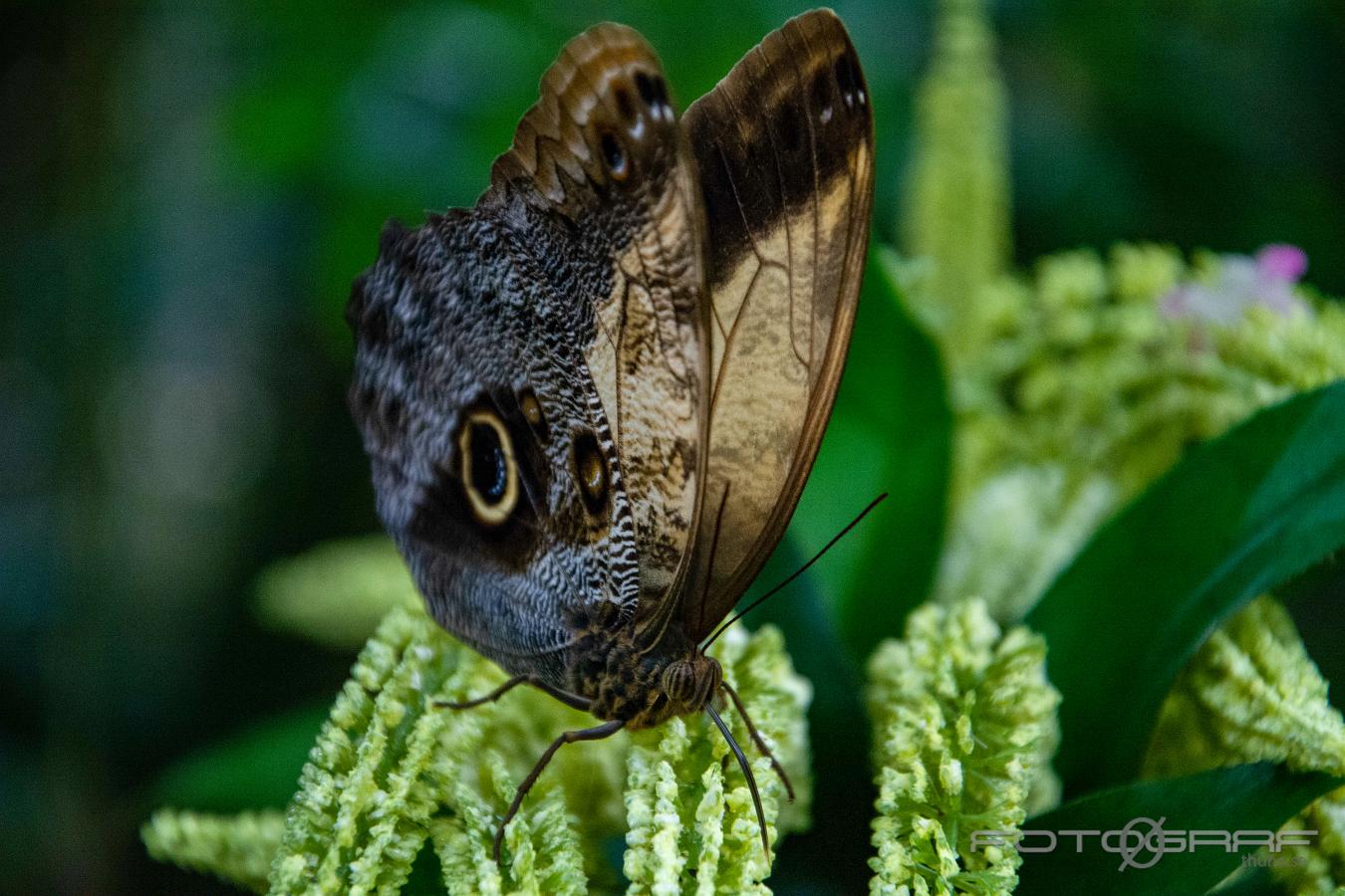 Giant owl or pale owl Caligo telamonius memnon