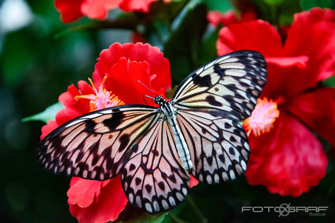 Paper kite butterfly Idea leuconoe