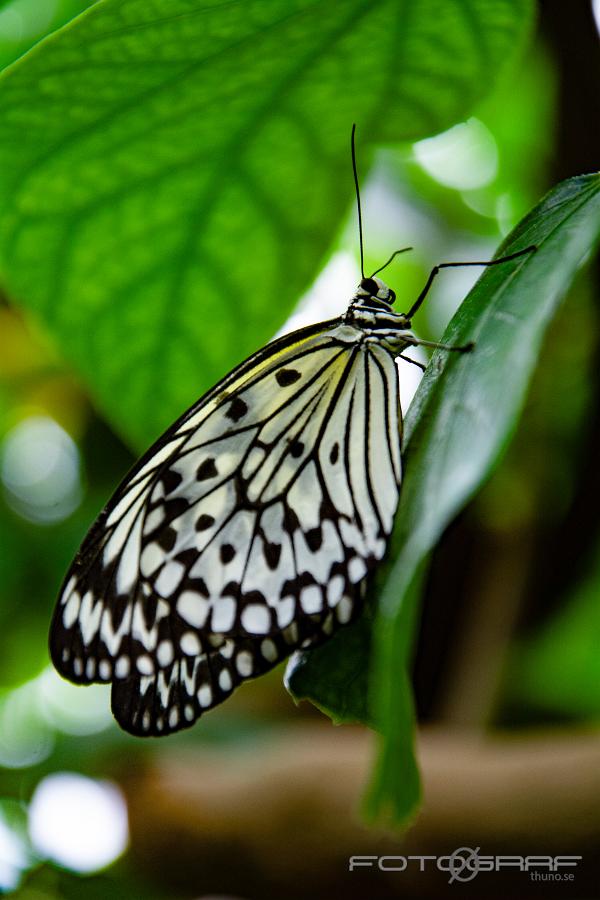 _DSC2897 Idea leuconoe