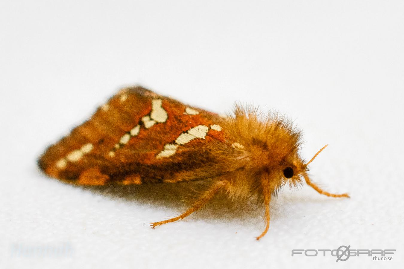 Gold swift (Dvärgrotfjäril) Phymatopus hecta