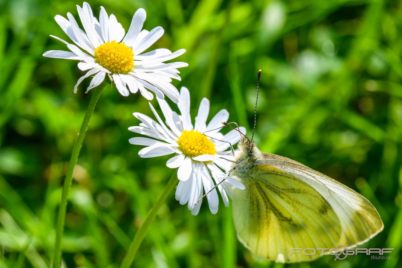 Green-veined white (Rapsfjäril) Pieris napi