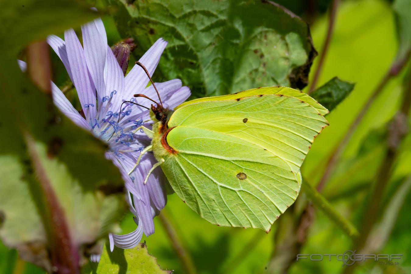 The Brimstone (Citronfjäril) Gonepteryx rhamni