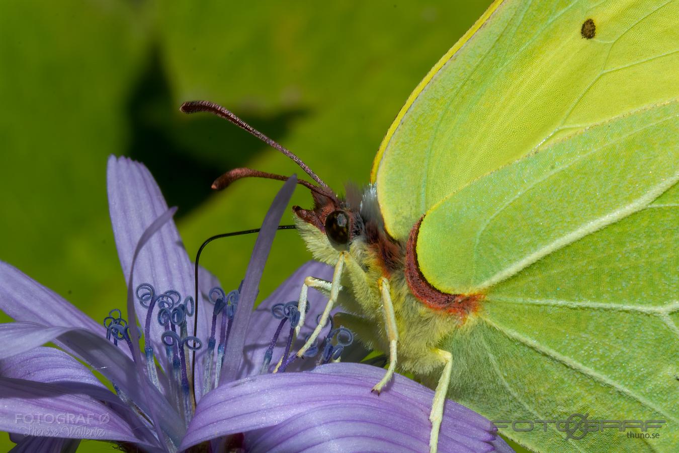 The Brimstone (Citronfjäril) Gonepteryx rhamni