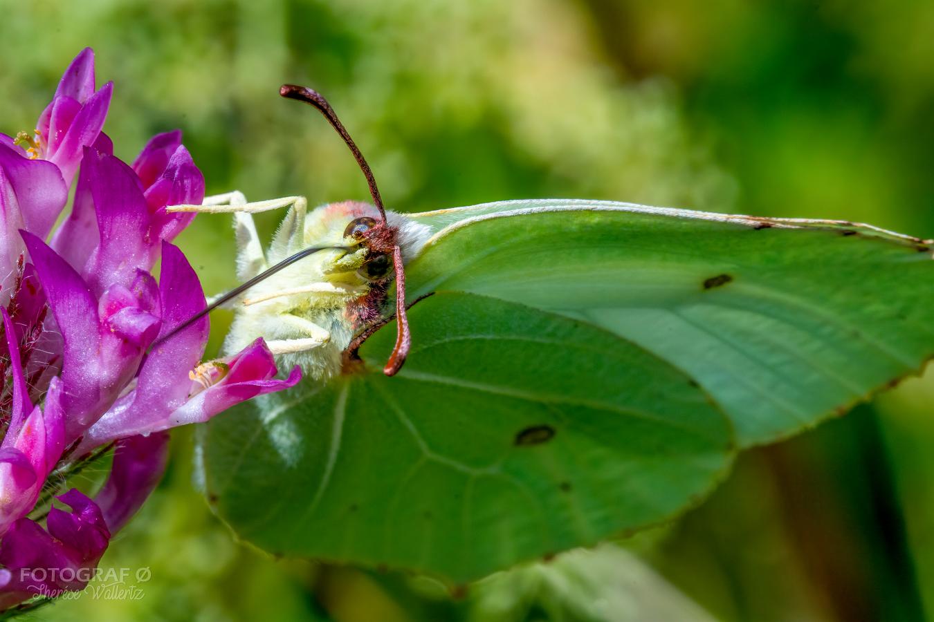 The Brimstone (Citronfjäril) Gonepteryx rhamni