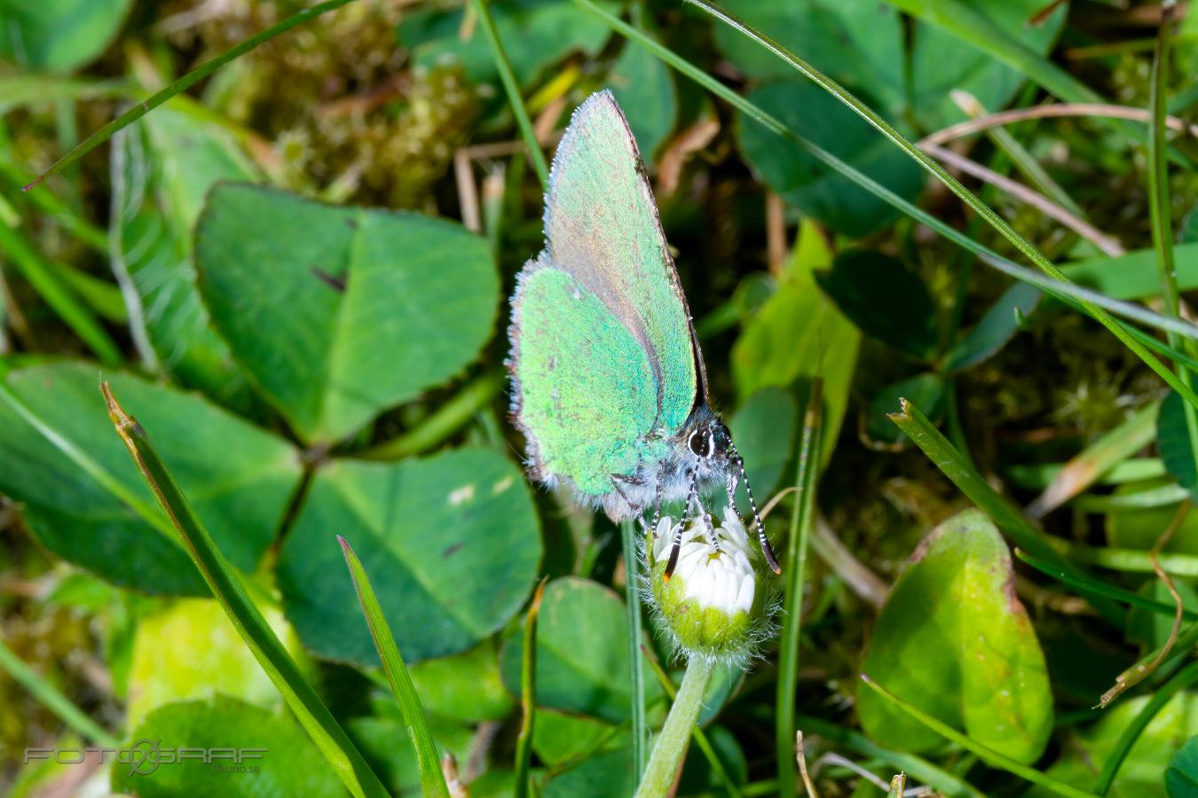 Green Hairstreak (Grönsnabbvinge) Callophrys rubi