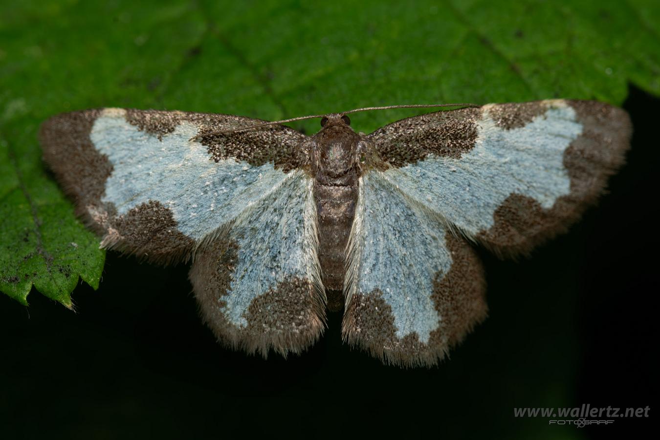 Clouded border (Mindre fläckmätare) Lomaspilis marginata