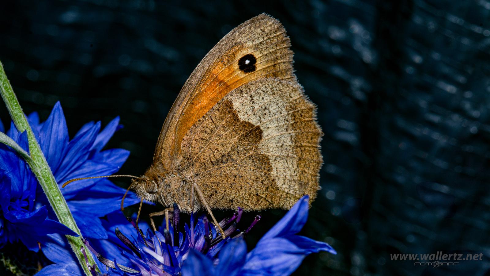 Meadow Brown (Slåttergräsfjäril ) Maniola jurtina