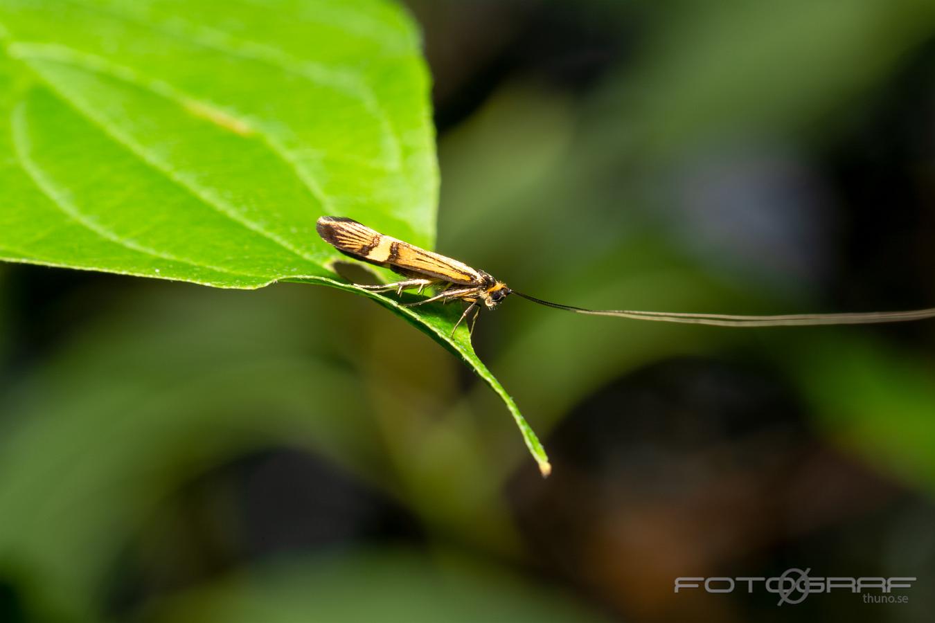 Yellow-barred long-horn moth (Lövskogsantennmal) Nemophora degeerella