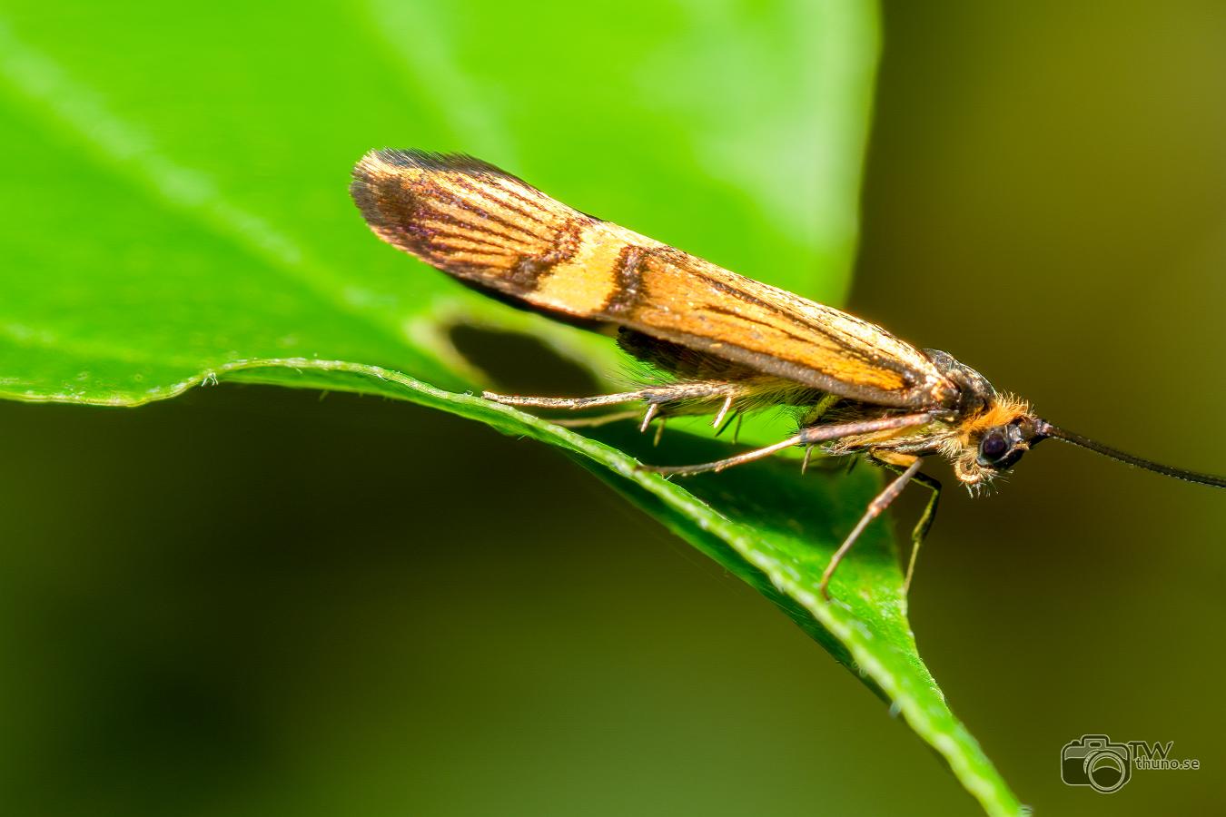 Yellow-barred long-horn moth (Lövskogsantennmal) Nemophora degeerella