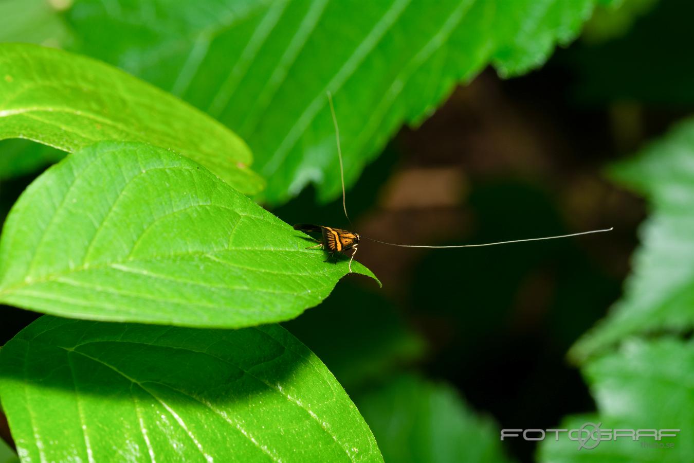 Yellow-barred long-horn moth (Lövskogsantennmal) Nemophora degeerella