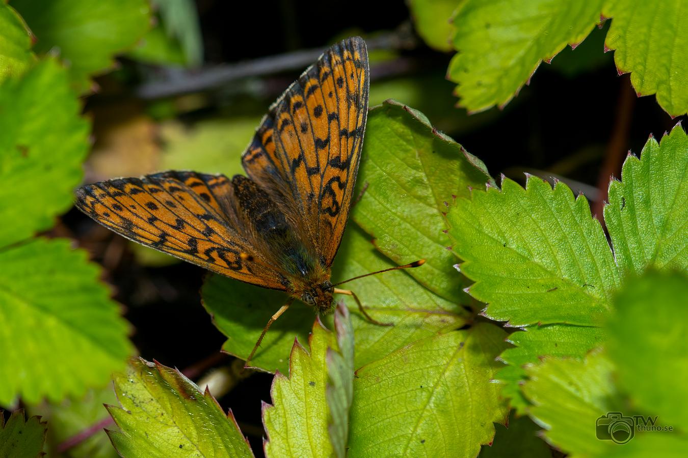 Lesser Marbled Fritillary (Älggräspärlemorfjäril) Brenthis ino