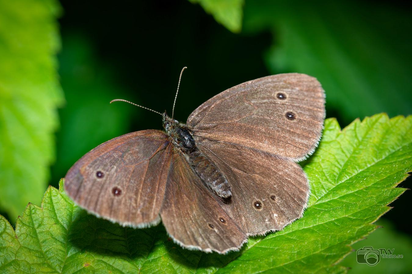 Ringlet (Luktgräsfjäril) Aphantopus hyperantus