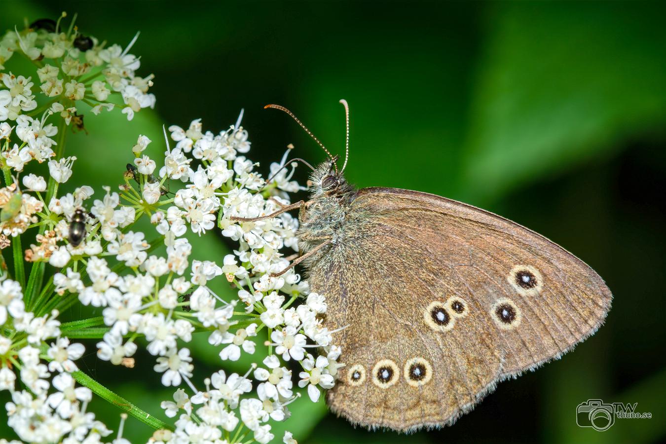 Ringlet (Luktgräsfjäril) Aphantopus hyperantus