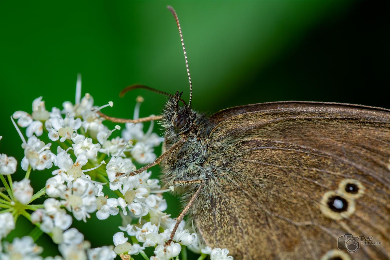 Ringlet (Luktgräsfjäril) Aphantopus hyperantus