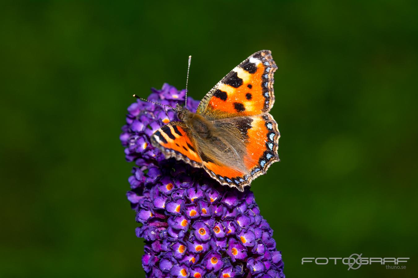 The small tortoiseshell (Nässelfjäril) Aglais urticae