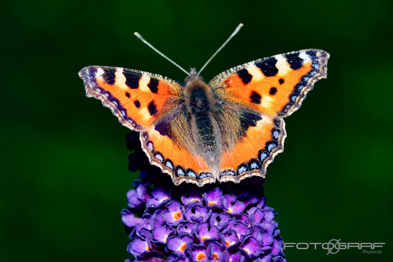 The small tortoiseshell (Nässelfjäril) Aglais urticae