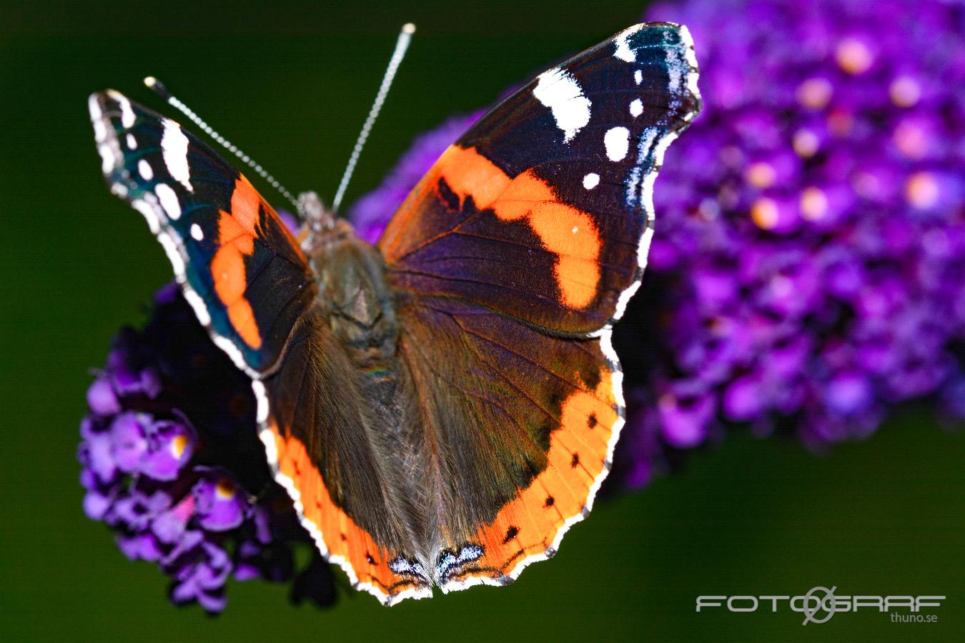 Red admiral Vanessa atalanta (Amiralfjäril)