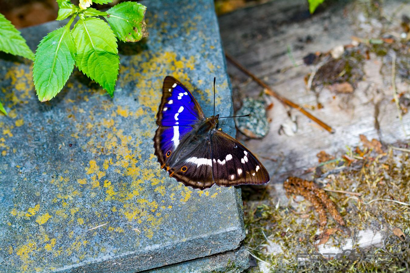 Purple Emperor (Sälgskimmerfjäril) Apatura iris