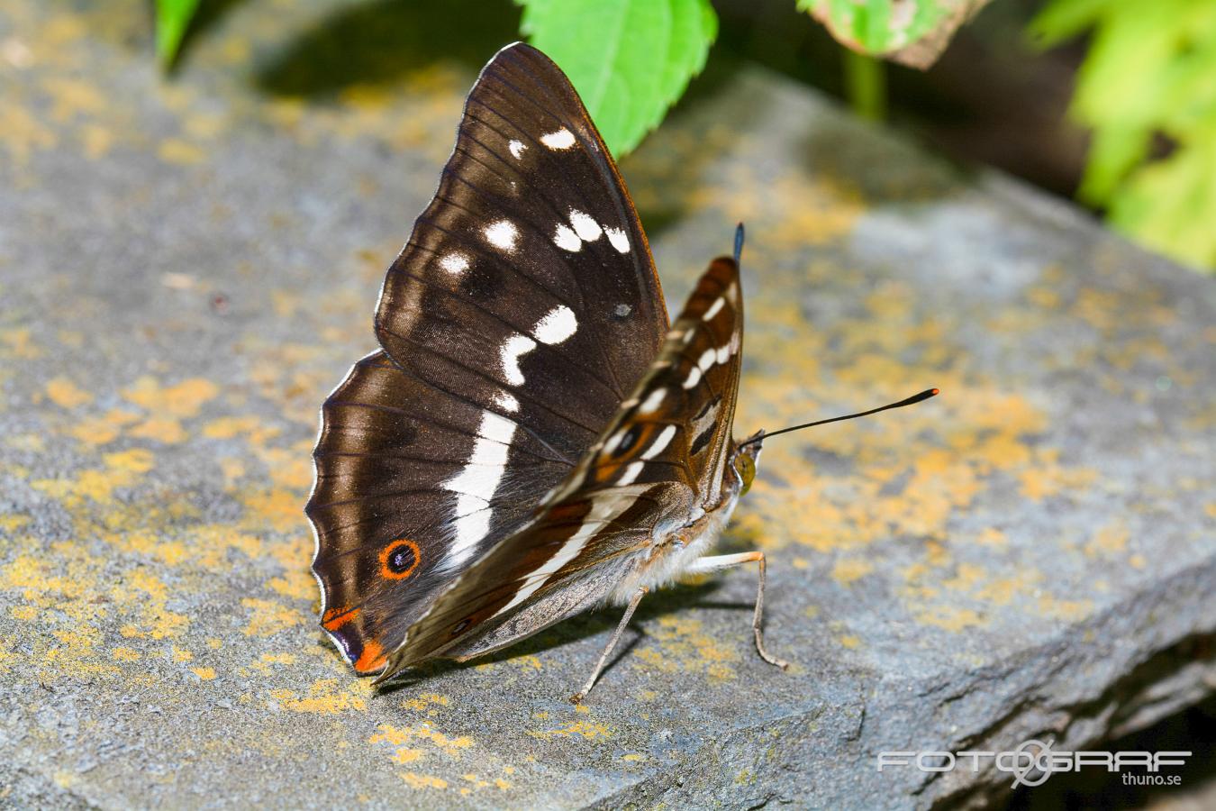 Purple Emperor (Sälgskimmerfjäril) Apatura iris