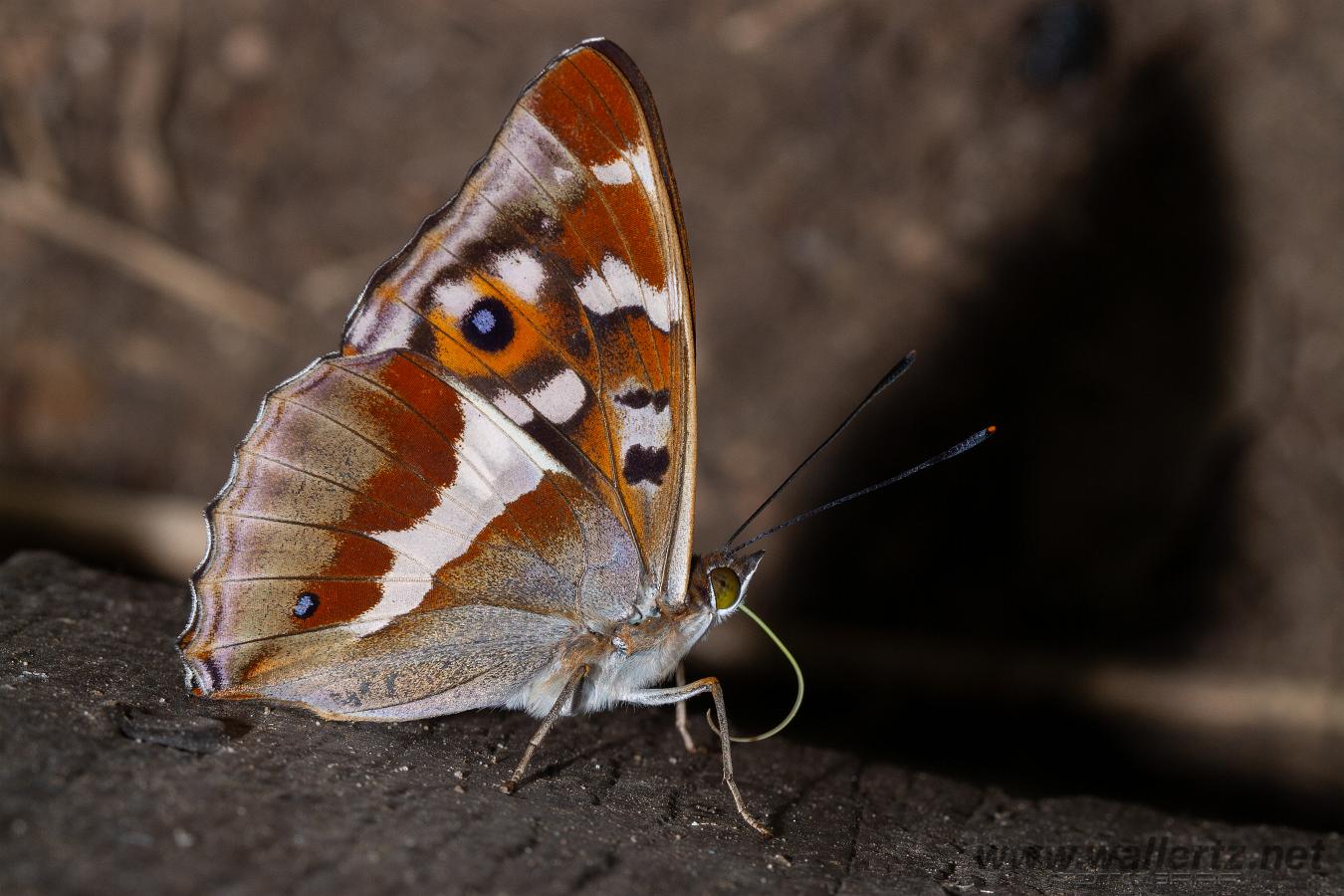 Purple Emperor (Sälgskimmerfjäril) Apatura iris